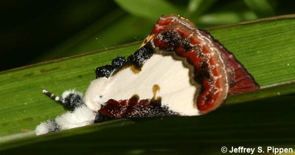 Pearly Wood-Nymph (Eudryas unio)