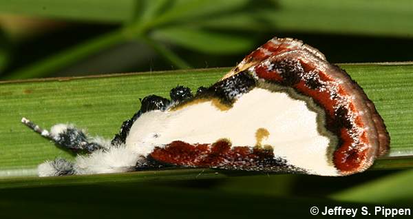 Pearly Wood-Nymph (Eudryas unio)