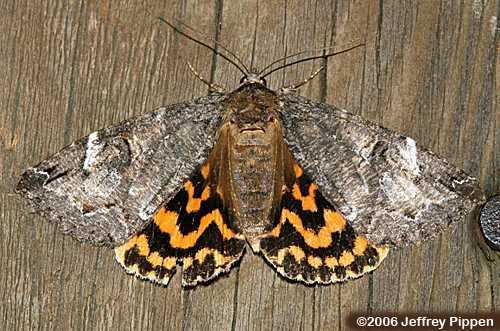Locust Underwing (Euparthenos nubilis)