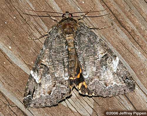 Locust Underwing (Euparthenos nubilis)