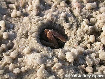 Fiddler Crab (Uca sp.)