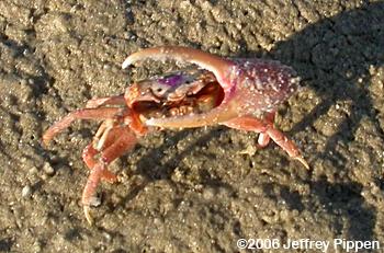 Fiddler Crab (Uca sp.)