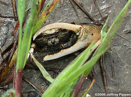 Fiddler Crab (Uca sp.)