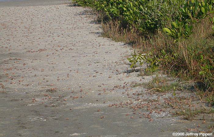 Fiddler Crab (Uca sp.)