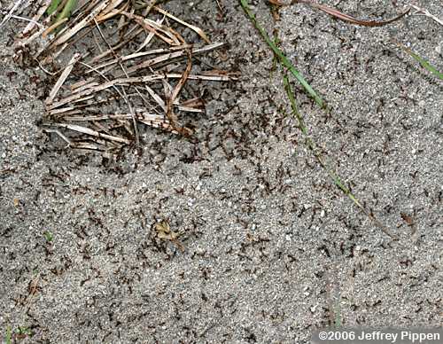 Red Introduced Fire Ant (Solenopsis invicta)