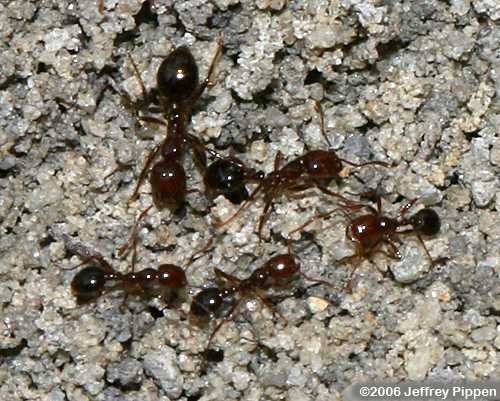 Red Introduced Fire Ant (Solenopsis invicta)