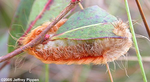 Flannel Moth Caterpillar (Megalopyge sp.)