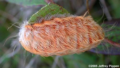 Flannel Moth Caterpillar (Megalopyge sp.)