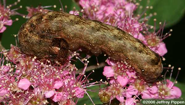 Flower Moth caterpillar