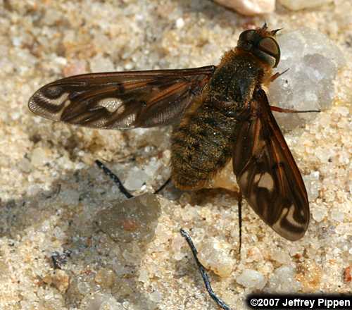 bee fly
