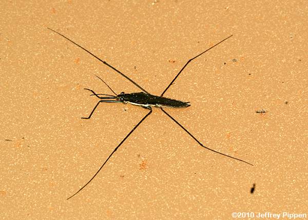 Water Strider