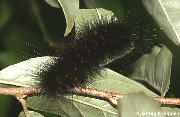 Giant Leopard Moth (Hypercompe scribonia)