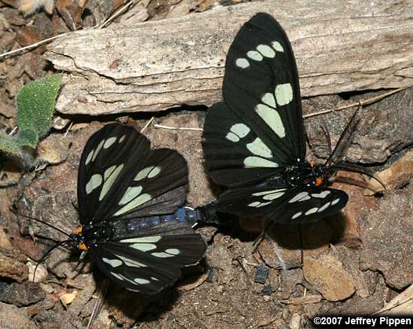 Wild Forget-me-not Moth (Gnophaela latipennis)