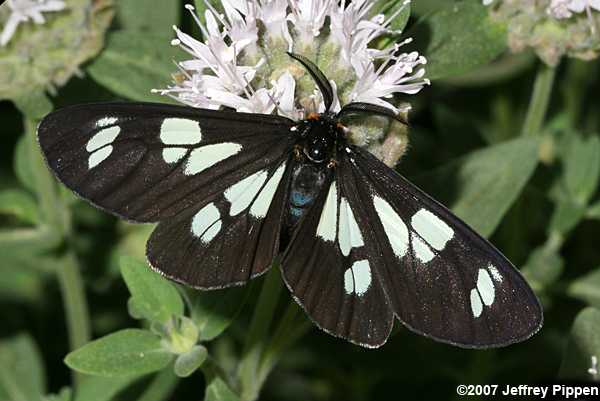 Wild Forget-me-not Moth (Gnophaela latipennis)