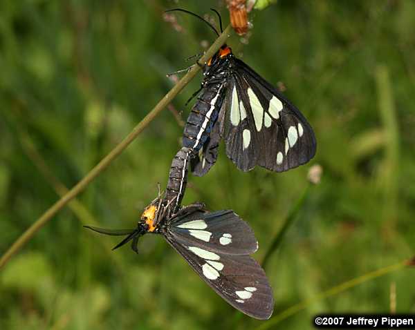 Wild Forget-me-not Moth (Gnophaela latipennis)