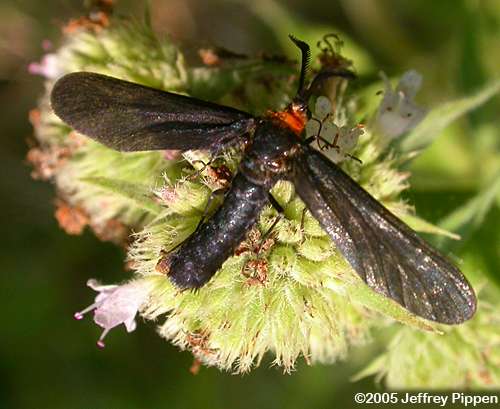 Grapeleaf Skeletonizer Moth (Harrisina americana)
