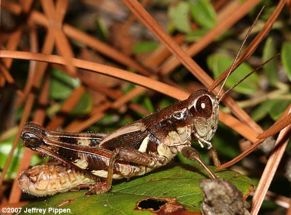 spur-throated grasshopper (Melanoplus sp.)