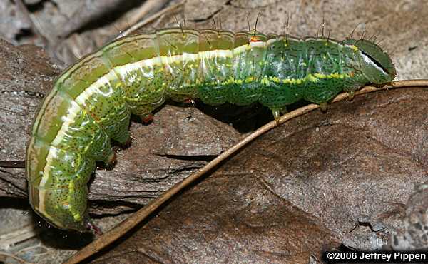 Variable Oakleaf Prominent, Variable Oakleaf Caterpillar (Lochmaeus manteo)