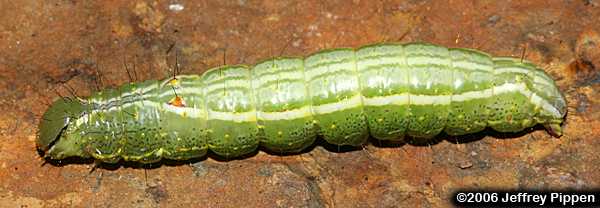 Variable Oakleaf Prominent, Variable Oakleaf Caterpillar (Lochmaeus manteo)