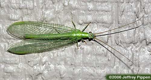 Green Lacewing