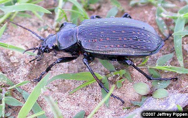 Black Caterpillar Hunter (Calosoma sayi)
