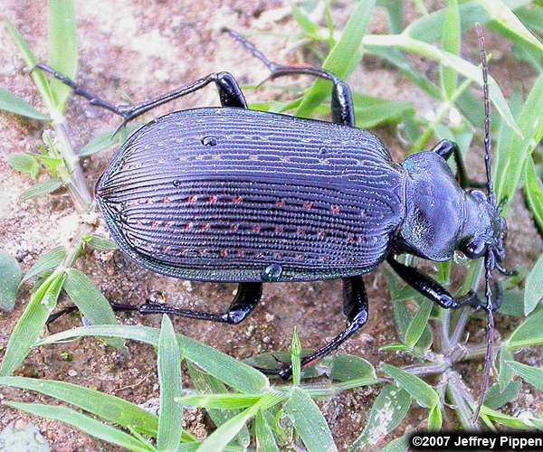 Black Caterpillar Hunter (Calosoma sayi)
