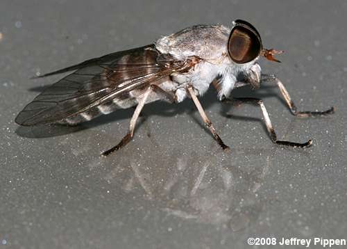 Carolina Horse Fly (Hamatabanus carolinensis)