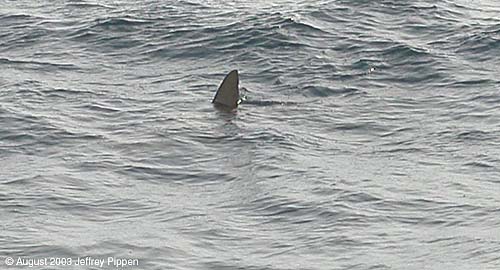 Hammerhead Shark fin