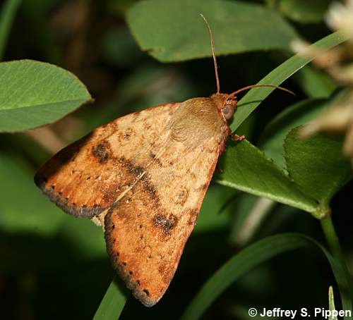 Purple Topper, Spotted Straw Moth (Heliocheilus lupatus)