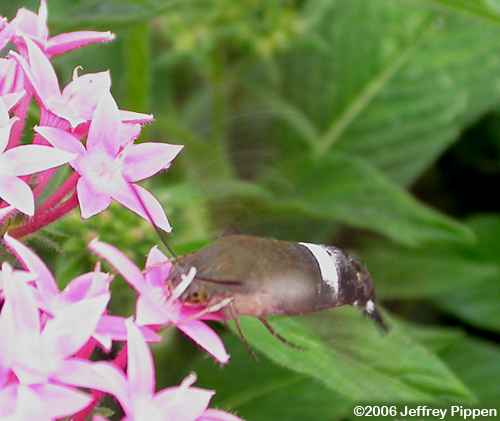 Tantalus Sphinx Moth (Aellopos tantalus)