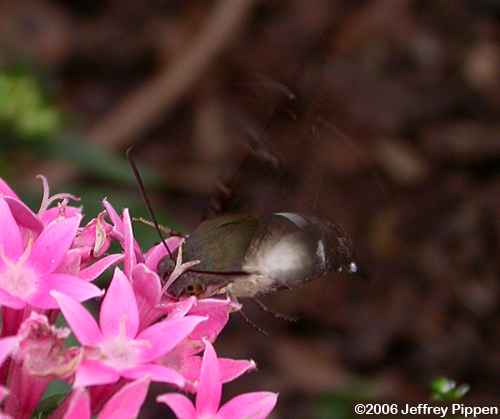 Tantalus Sphinx Moth (Aellopos tantalus)