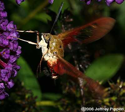 Hummingbird Clearwing, Hummingbird Moth (Hemaris thysbe)