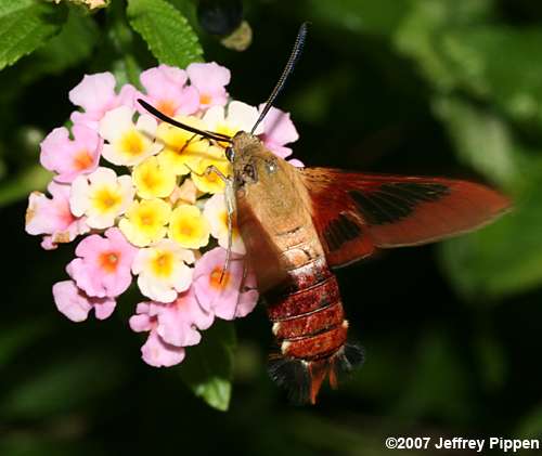 Hummingbird Clearwing, Hummingbird Moth (Hemaris thysbe)
