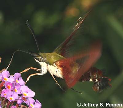 Hummingbird Clearwing, Hummingbird Moth (Hemaris thysbe)
