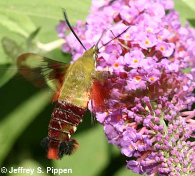 Hummingbird Clearwing, Hummingbird Moth (Hemaris thysbe)