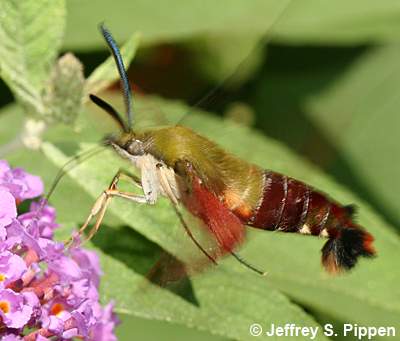 Pictures Of Moths In Nc