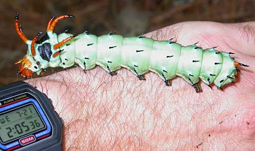 Hickory Horned Devil (Citheronia regalis)