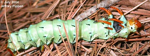 Hickory Horned Devil (Citheronia regalis)