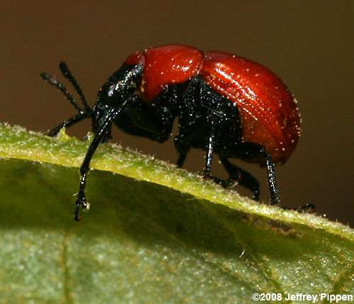 Leaf-rolling Weevil (Homoeolabus analis)