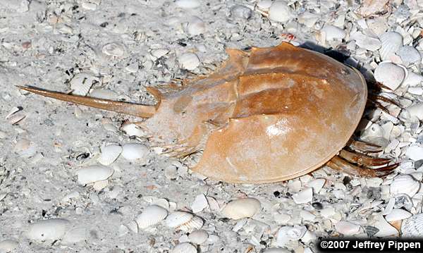 Horseshoe Crab (Limulus polyphemus)