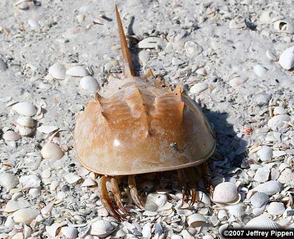 Horseshoe Crab (Limulus polyphemus)