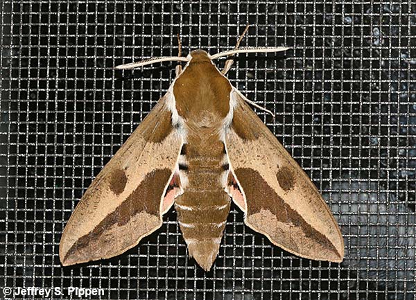 Spurge Hawkmoth (Hyles euphorbiae)