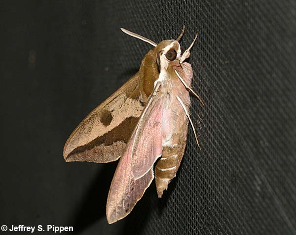 Spurge Hawkmoth (Hyles euphorbiae)