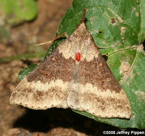 Bolomocha Moth (Hypena sp.)