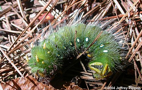 Imperial Moth caterpillar (Eacles imperialis)