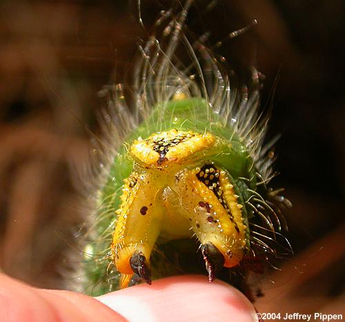 Imperial Moth caterpillar (Eacles imperialis)