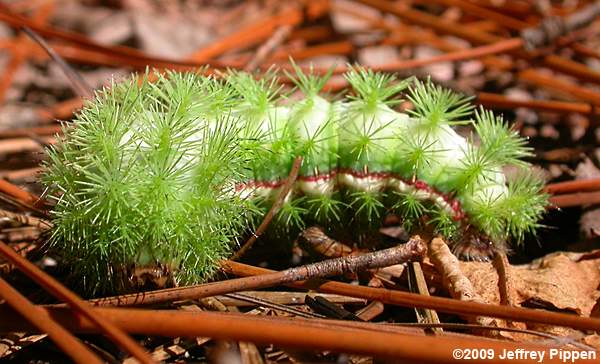 Io Moth (Automeris io)