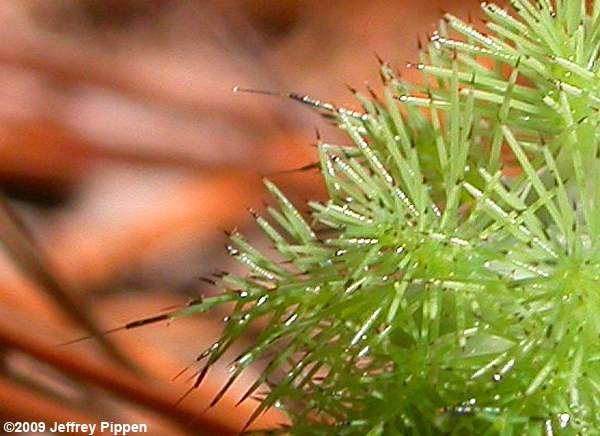 Io Moth (Automeris io)