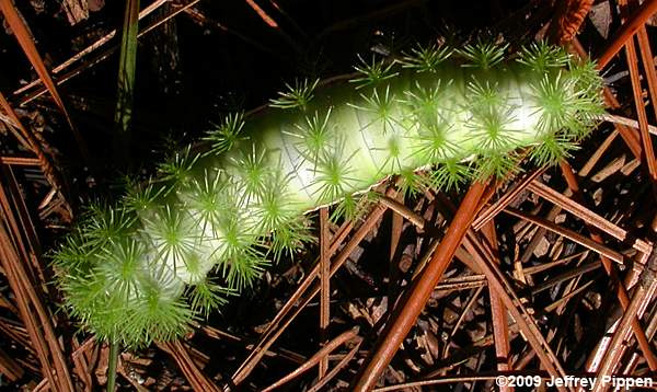 Io Moth (Automeris io)