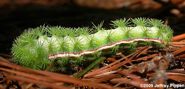 Io Moth (Automeris io)